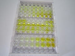 ELISA Kit for Cytochrome P450 1B1 (CYP1B1)