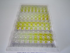 ELISA Kit for Glycogen Synthase Kinase 3 Beta (GSK3b)