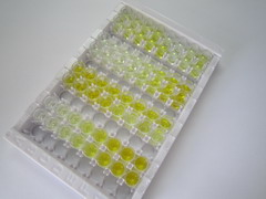 ELISA Kit for Glycogen Synthase Kinase 3 Beta (GSK3b)