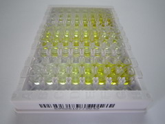 ELISA Kit for Calcium/Calmodulin Dependent Protein Kinase II Alpha (CAMK2a)