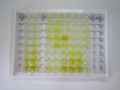 ELISA Kit for Amiloride Sensitive Sodium Channel Subunit Alpha (SCNN1a)