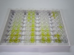 ELISA Kit for Slit Homolog 3 (Slit3)