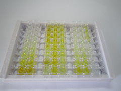 ELISA Kit for Mammary Serine Protease Inhibitor (Maspin)