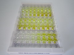 ELISA Kit for Cytoplasmic Antiproteinase 3 (CAP3)