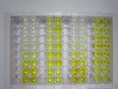 ELISA Kit for Myosin Heavy Chain 3, Skeletal Muscle, Embryonic (MYH3)