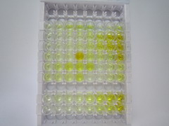 ELISA Kit for Myosin Heavy Chain 9, Non Muscle (MYH9)