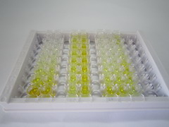 ELISA Kit for Hypoxia Inducible Factor 2 Alpha (HIF2a)