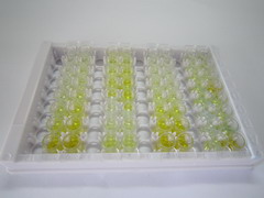 ELISA Kit for Heat Shock 70kDa Binding Protein 1 (HSPBP1)