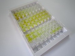 ELISA Kit for Heat Shock Protein 90kDa Alpha B1 (HSP90aB1)