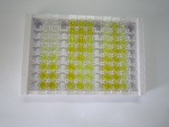 ELISA Kit for ATP Binding Cassette Transporter A4 (ABCA4)