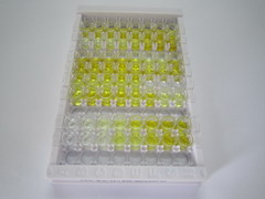 ELISA Kit for ATP Binding Cassette Transporter C6 (ABCC6)