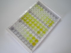 ELISA Kit for ATP Binding Cassette Transporter C8 (ABCC8)