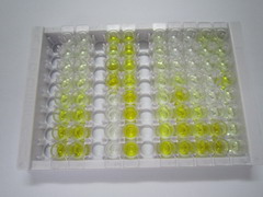 ELISA Kit for ATP Binding Cassette Transporter A13 (ABCA13)