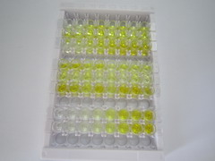 ELISA Kit for Acetyl Coenzyme A Acetyltransferase 2 (ACAT2)