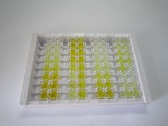 ELISA Kit for Methylcrotonoyl Coenzyme A Carboxylase 2 (MCCC2)