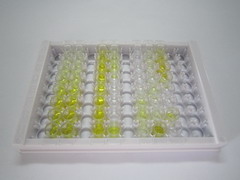 ELISA Kit for Apolipoprotein O (APOO)