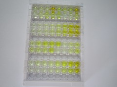 ELISA Kit for Runt Related Transcription Factor 3 (RUNX3)