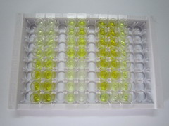 ELISA Kit for Glutamate Cysteine Ligase, Catalytic (GCLC)