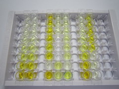 ELISA Kit for Glutamate Cysteine Ligase, Catalytic (GCLC)