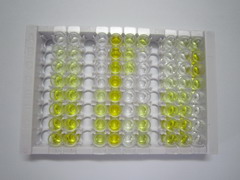 ELISA Kit for D-Dopachrome Tautomerase (DDT)