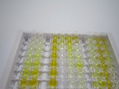 ELISA Kit for Ornithine Aminotransferase (OAT)