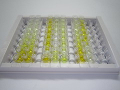 ELISA Kit for Relaxin/Insulin Like Family Peptide Receptor 3 (RXFP3)