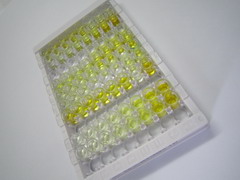 ELISA Kit for Sialic Acid Binding Ig Like Lectin 10 (SIGLEC10)