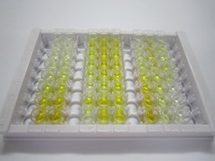 ELISA Kit for Retinoic Acid Receptor Beta (RARb)