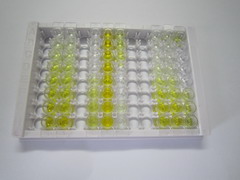 ELISA Kit for Cathepsin G (CTSG)