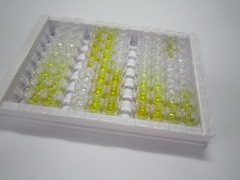 ELISA Kit for Protein Phosphatase 3, Regulatory Subunit 1 (PPP3R1)