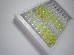 ELISA Kit for Neurofilament, Heavy Polypeptide (NEFH)