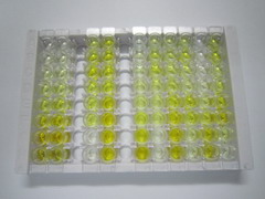 ELISA Kit for Protocadherin 15 (PCDH15)