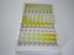 ELISA Kit for Ephrin B2 (EFNB2)