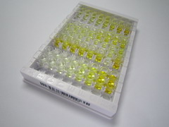 ELISA Kit for Matrilin 2 (MATN2)