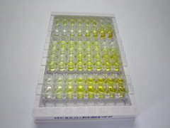 ELISA Kit for Lipophilin B, Prostatein Like (LIPB)