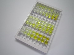 ELISA Kit for 4-Hydroxyphenylpyruvate Dioxygenase (HPD)