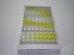 ELISA Kit for Ras Homolog Gene Family, Member A (RHOA)