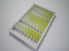 ELISA Kit for Excitatory Amino Acid Transporter 2 (EAAT2)