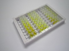 ELISA Kit for Na-Cl Cotransporter (NCCT)