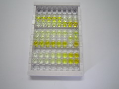 ELISA Kit for Solute Carrier Family 7, Member 11 (SLC7A11)