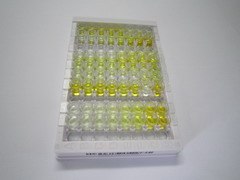 ELISA Kit for Sodium/Hydrogen Exchanger 1 (NHE1)