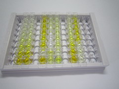 ELISA Kit for Hydrogen Ion/Peptide Transporter 1 (HPEPT1)