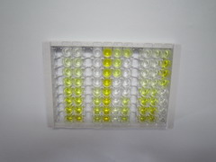 ELISA Kit for Urate Transporter 1 (URAT1)