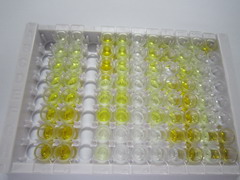 ELISA Kit for Solute Carrier Family 30 Member 7 (SLC30A7)