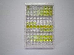 ELISA Kit for Endothelial Cell Adhesion Molecule (ESAM)