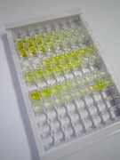 ELISA Kit for Ubiquitin Conjugating Enzyme E2I (UBE2I)