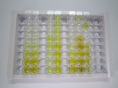 ELISA Kit for Cyclin Dependent Kinase 16 (CDK16)