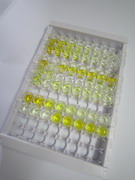 ELISA Kit for Receptor Interacting Serine Threonine Kinase 1 (RIPK1)