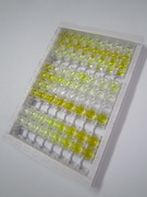 ELISA Kit for Cell Division Cycle Protein 25 (CDC25)