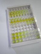 ELISA Kit for Regenerating Islet Derived Protein 3 Gamma (REG3g)